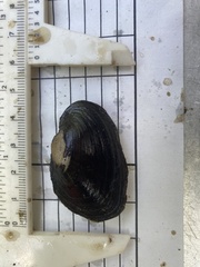 Strophitus undulatus