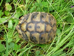 Testudo hermanni boettgeri