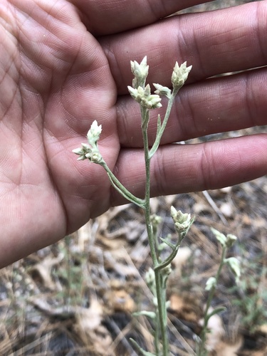 iNaturalist observation photo of Northwestern rabbit-tobacco