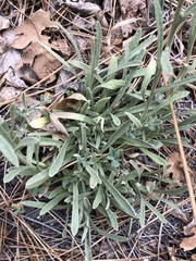 Pseudognaphalium thermale