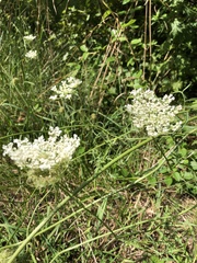 Daucus carota