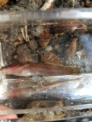 Noturus leptacanthus