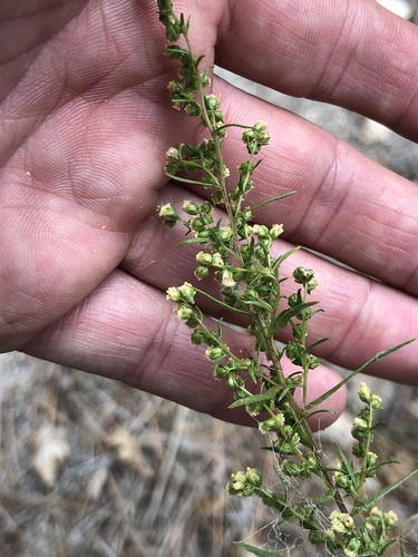 iNaturalist observation photo of Tarragon