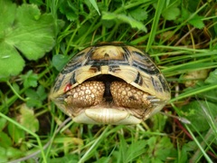 Testudo hermanni boettgeri