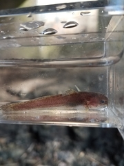 Noturus leptacanthus