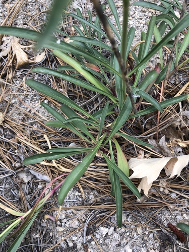 iNaturalist observation photo of beardtongues