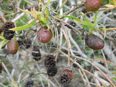 Leucadendron pondoense