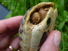 Testudo hermanni boettgeri