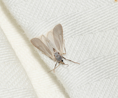 Acentria ephemerella