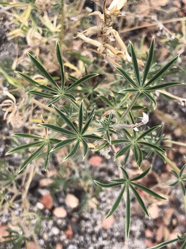 iNaturalist observation photo of San Jacinto Lupine