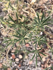 Lupinus hyacinthinus