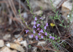 Hedeoma hyssopifolia