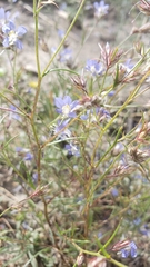 Eriastrum sapphirinum sapphirinum