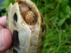 Testudo hermanni boettgeri