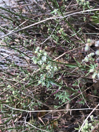 iNaturalist observation photo of Narrow-leaved Bedstraw
