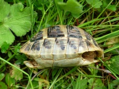Testudo hermanni boettgeri