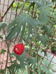 Ipomoea × multifida
