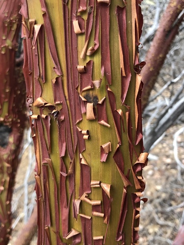 iNaturalist observation photo of bearberries and manzanitas