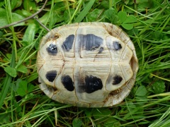Testudo hermanni boettgeri
