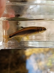 Pteronotropis stonei