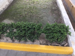 Buxus microphylla