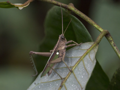 Agriacris jucunda