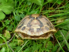 Testudo hermanni boettgeri