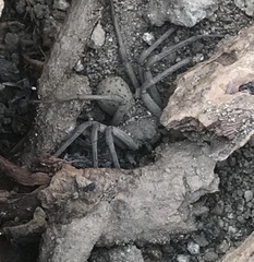 Sicarius thomisoides