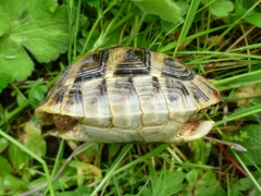 Testudo hermanni boettgeri