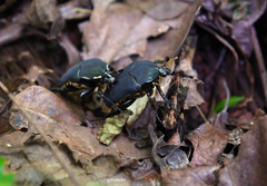 Allorrhina cornifrons