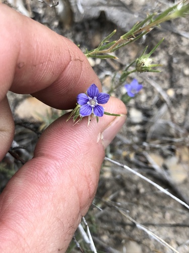 iNaturalist observation photo of giant woollystar