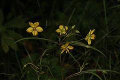 Lysimachia lanceolata