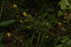 Lysimachia lanceolata