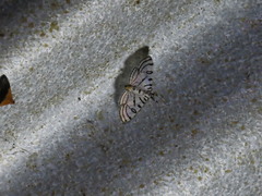 Conchylodes ovulalis