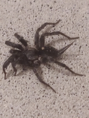 Ischnothele annulata