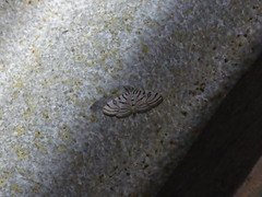 Conchylodes ovulalis