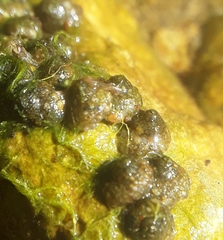 Helicopsyche borealis