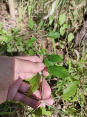 Asystasia gangetica gangetica