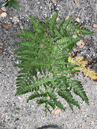 iNaturalist observation photo of common bracken