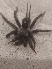 Ischnothele annulata