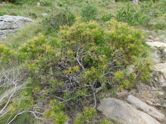 Leucadendron pondoense
