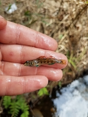 Etheostoma inscriptum