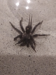 Ischnothele annulata