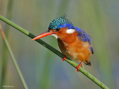 Corythornis cristatus