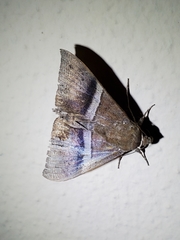 Ophisma