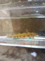 Etheostoma inscriptum