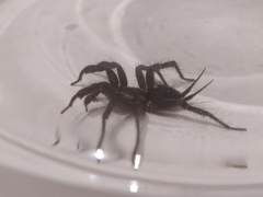 Ischnothele annulata