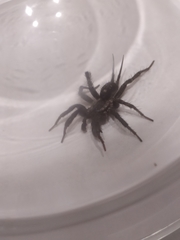Ischnothele annulata
