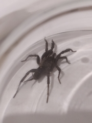Ischnothele annulata