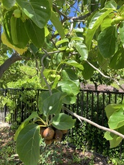 Cordia subcordata